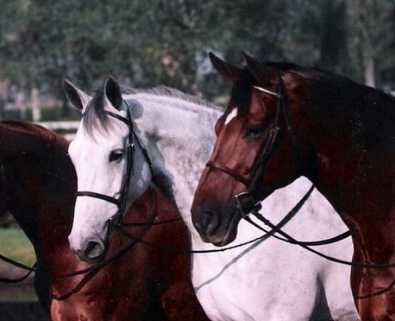 safanaa
