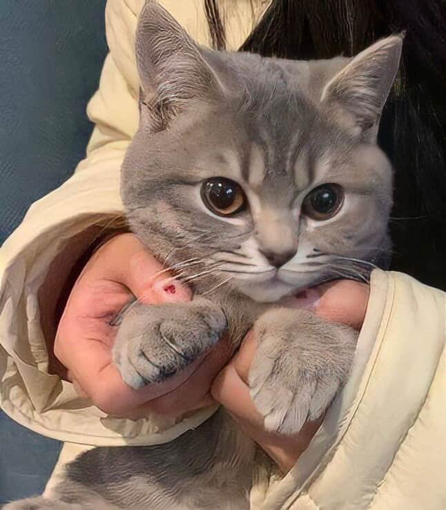 Thereallulu